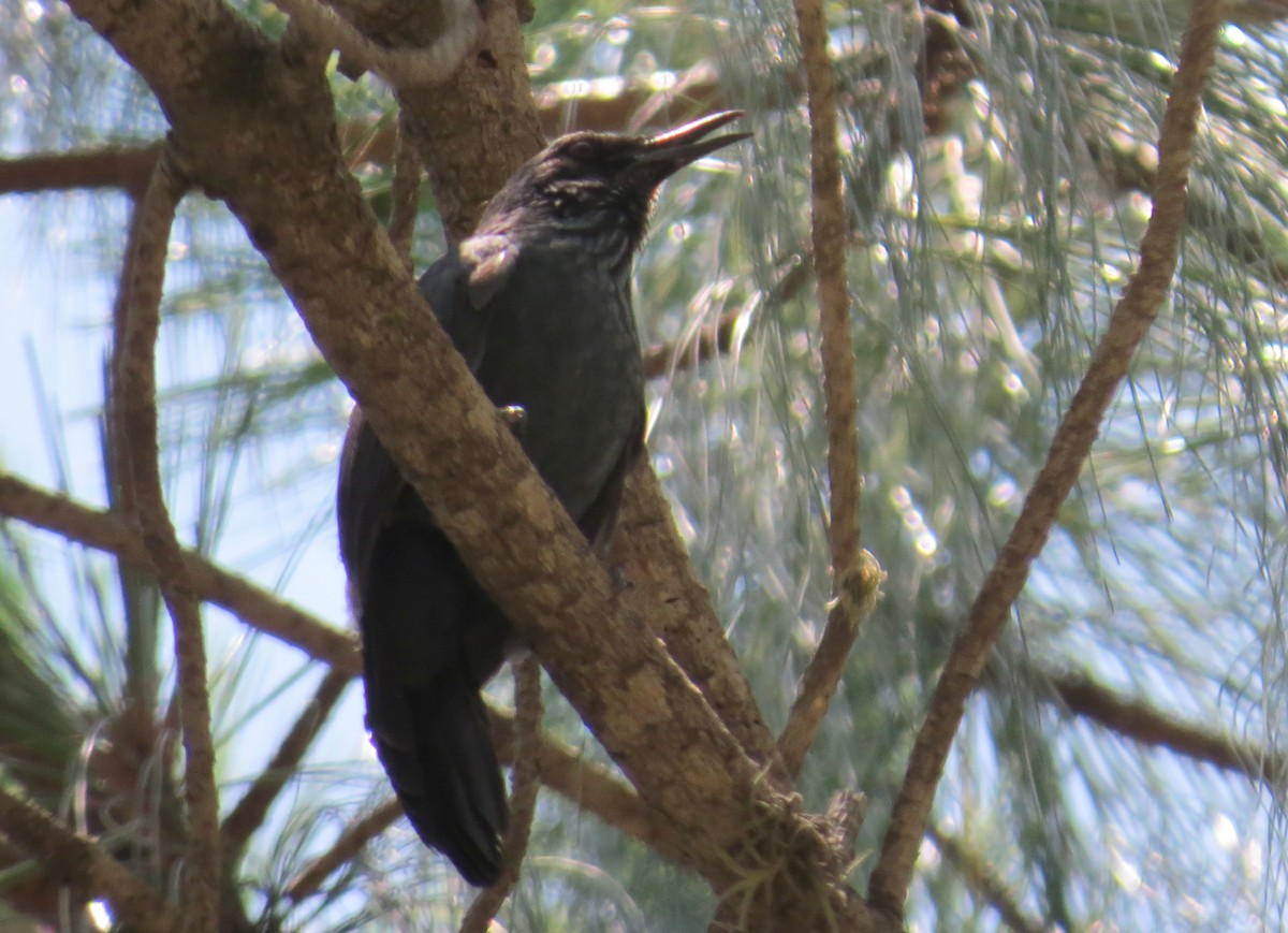 Blue Mockingbird - Anne Heyerly