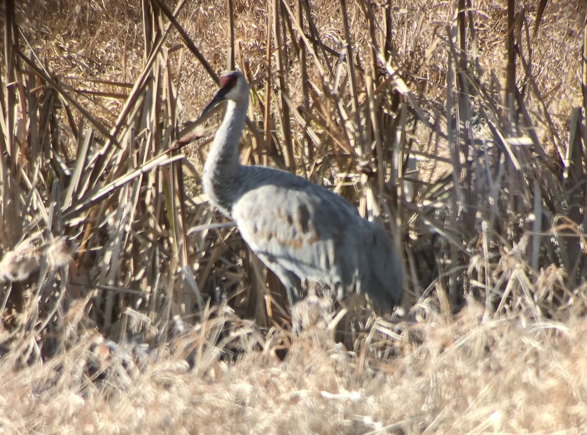 Sandhill Crane - ML615512499