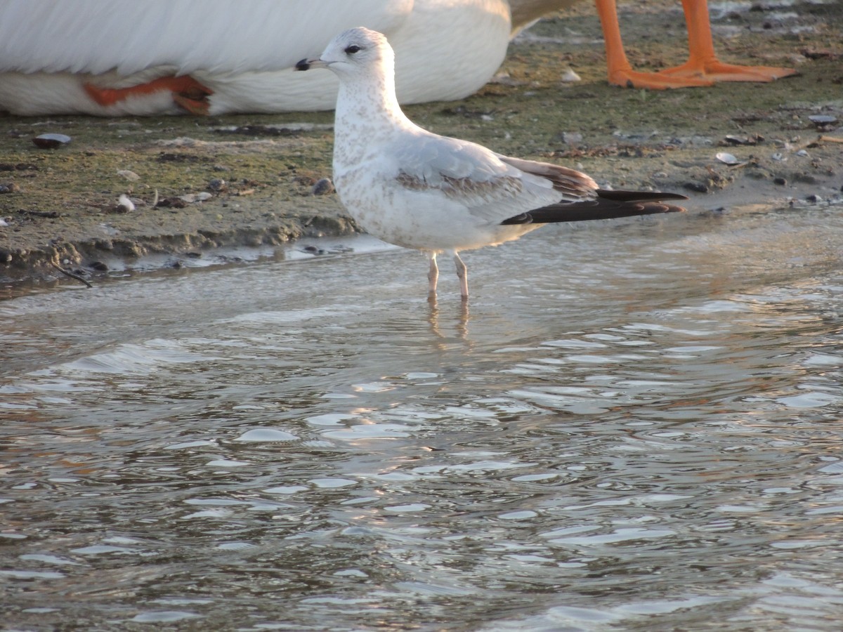 Ring-billed Gull - ML615512554
