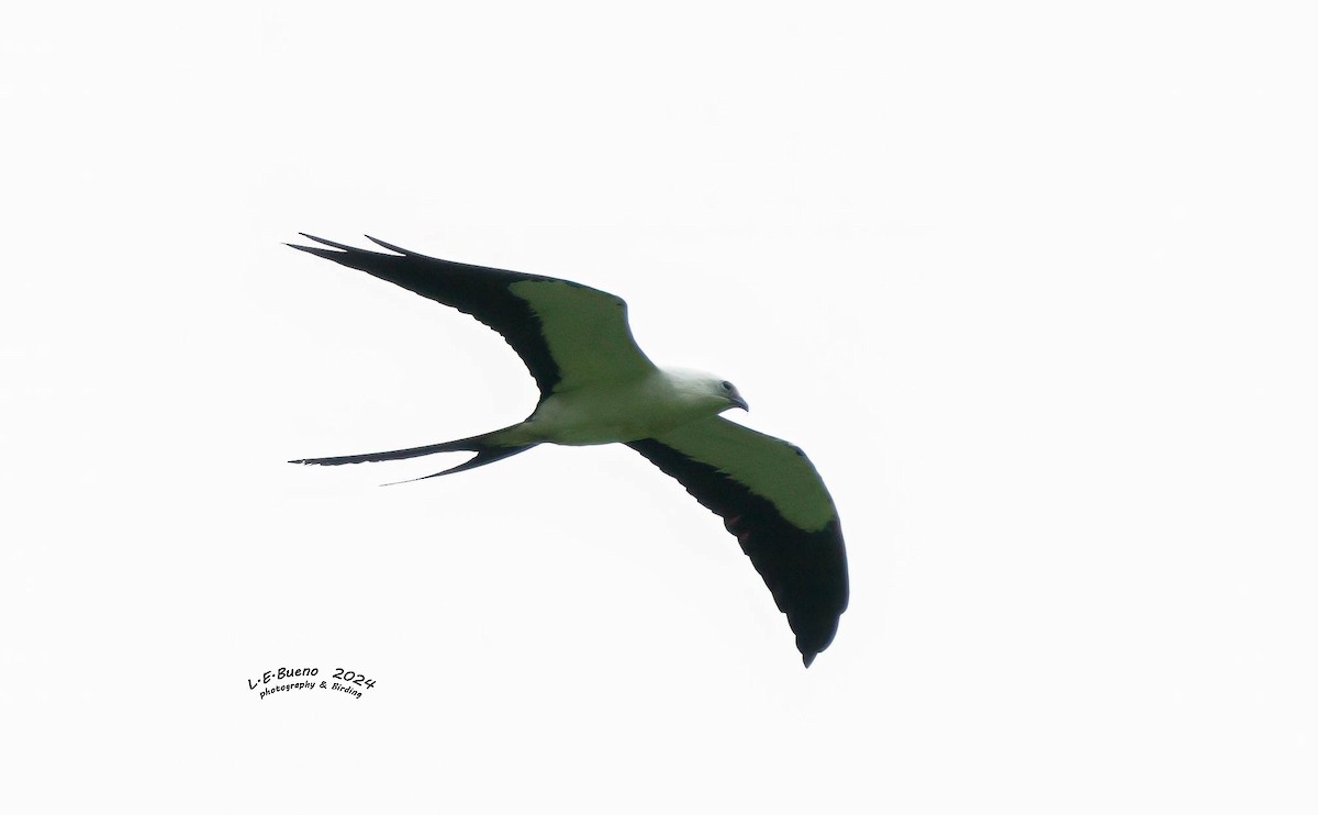 Swallow-tailed Kite - LUIS ENRIQUE BUENO
