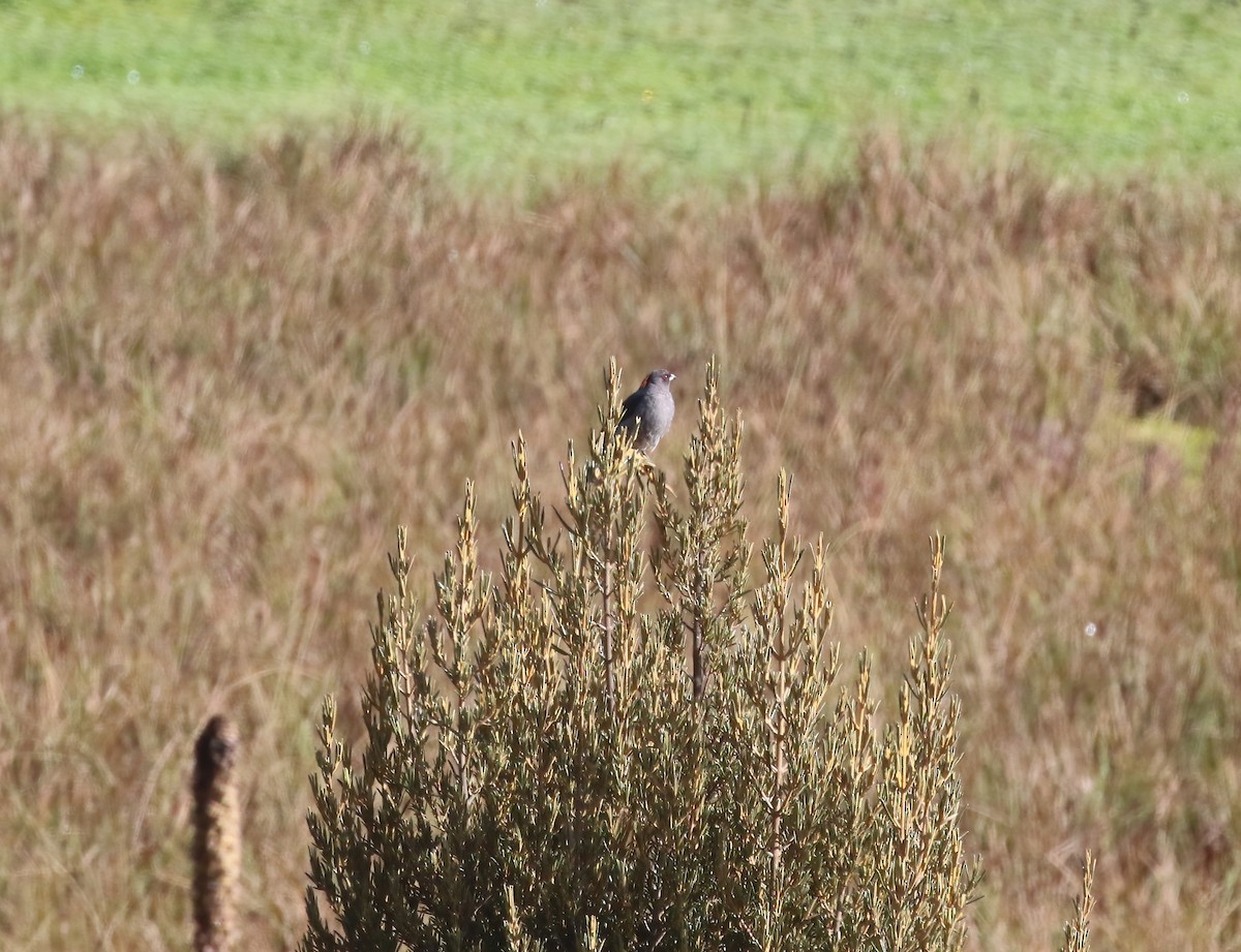 Red-crested Cotinga - Jildert Hijlkema