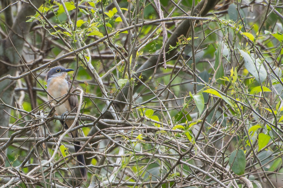 Dark-billed Cuckoo - ML615512591