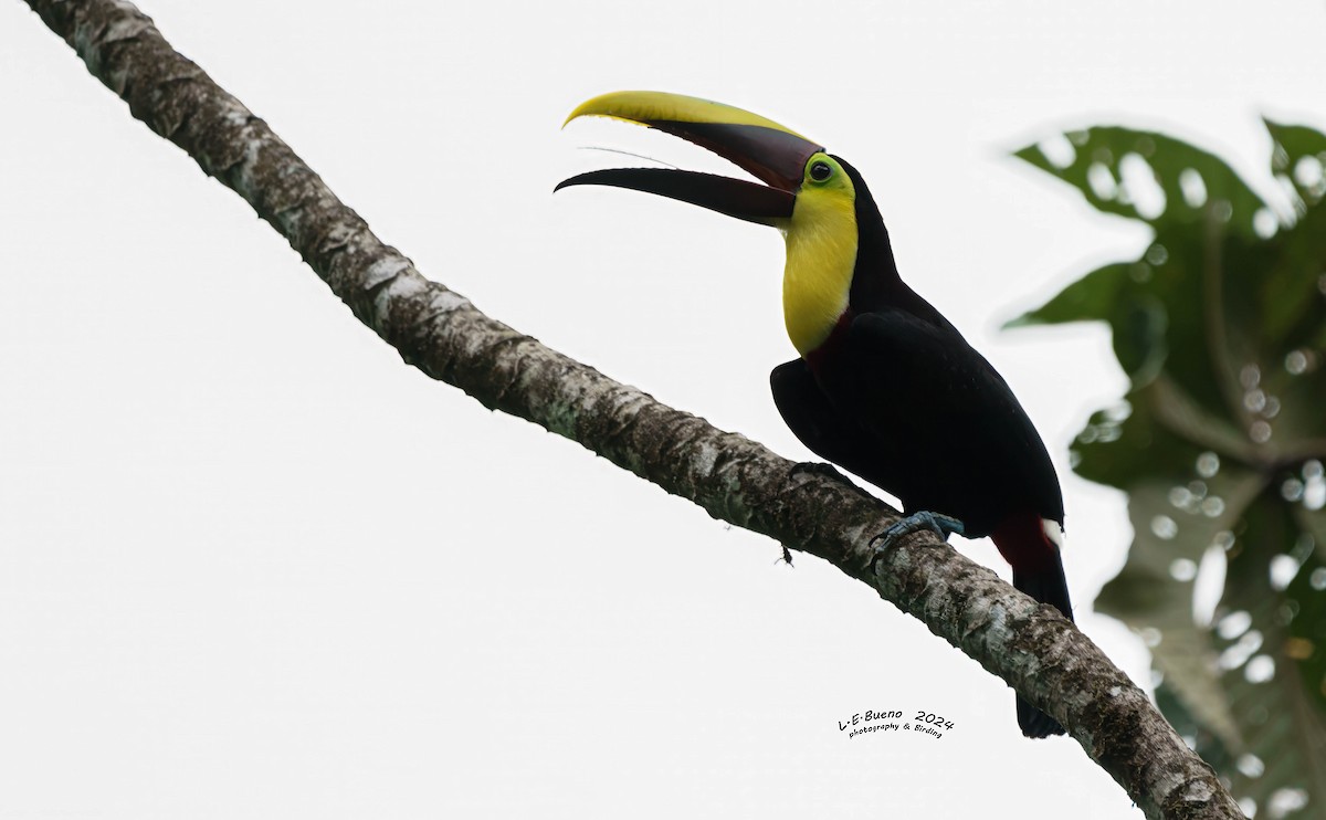 Yellow-throated Toucan - LUIS ENRIQUE BUENO