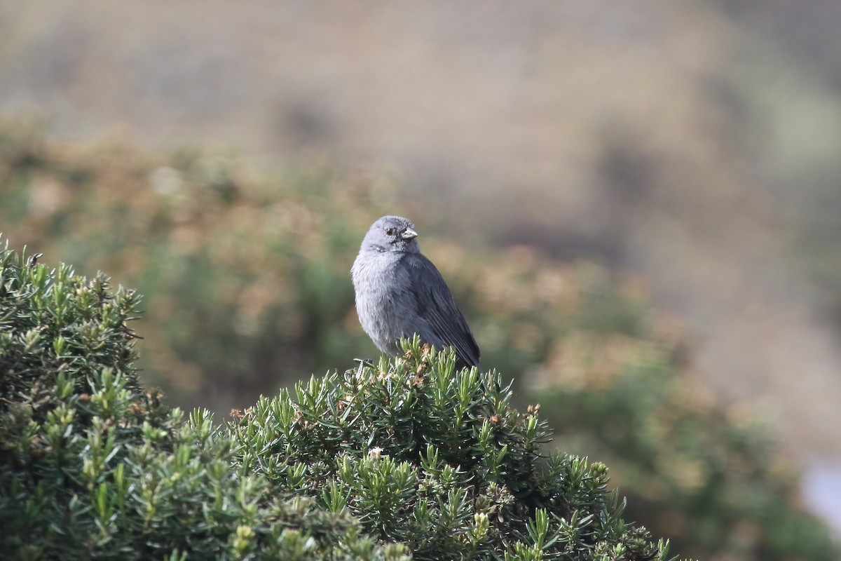 Plumbeous Sierra Finch - ML615512603