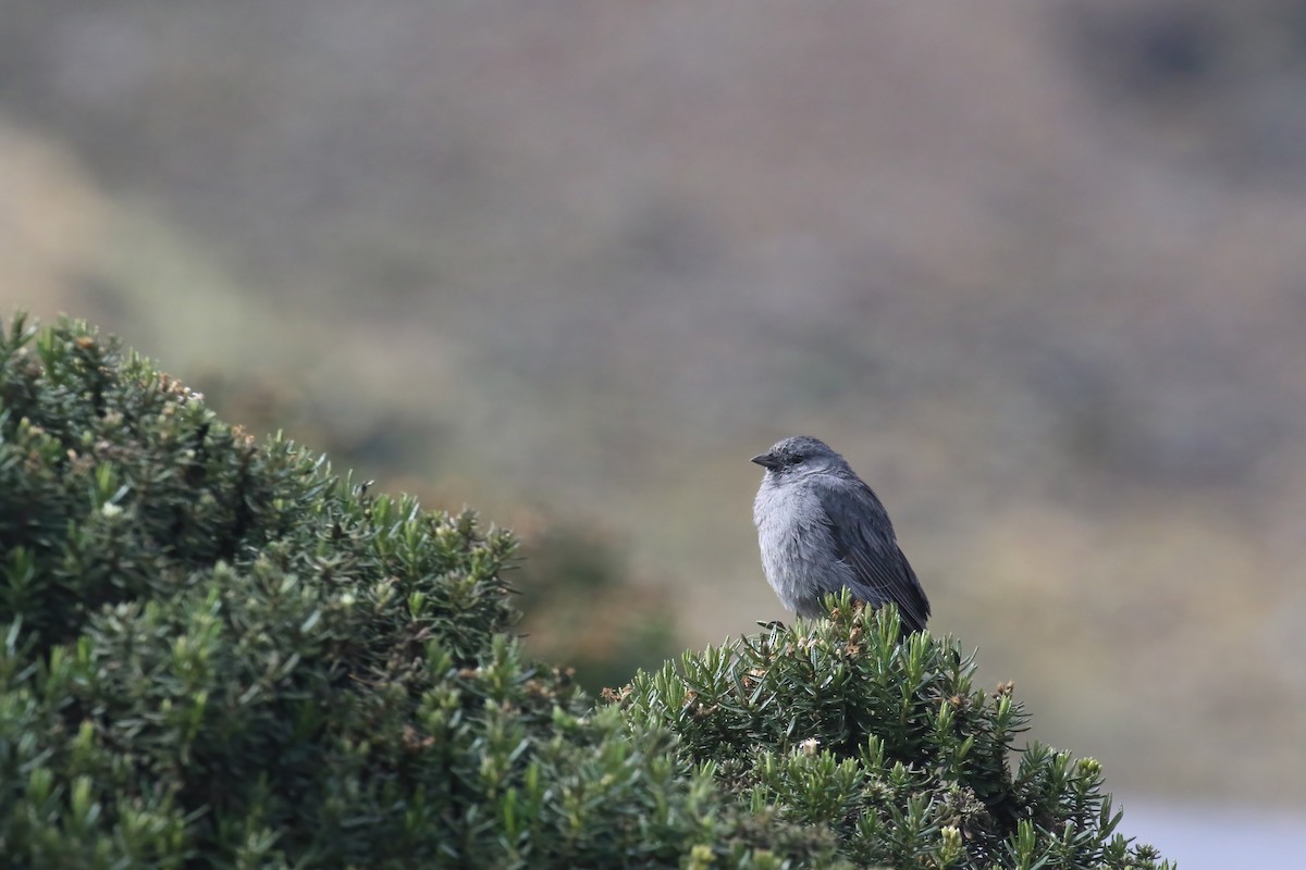 Plumbeous Sierra Finch - Jildert Hijlkema