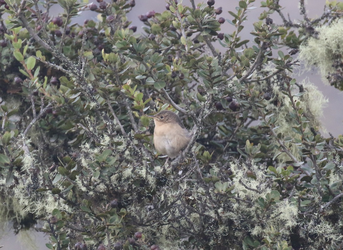 House Wren - Jildert Hijlkema