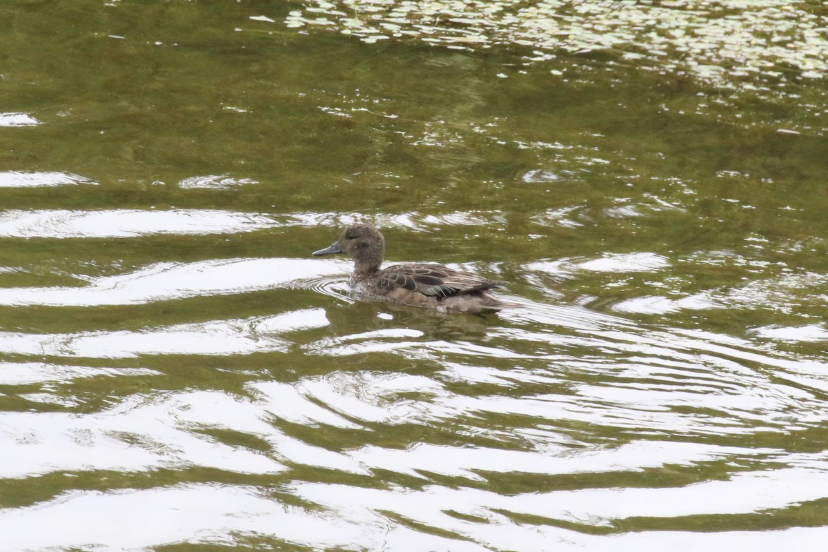 Andean Teal - ML615512628