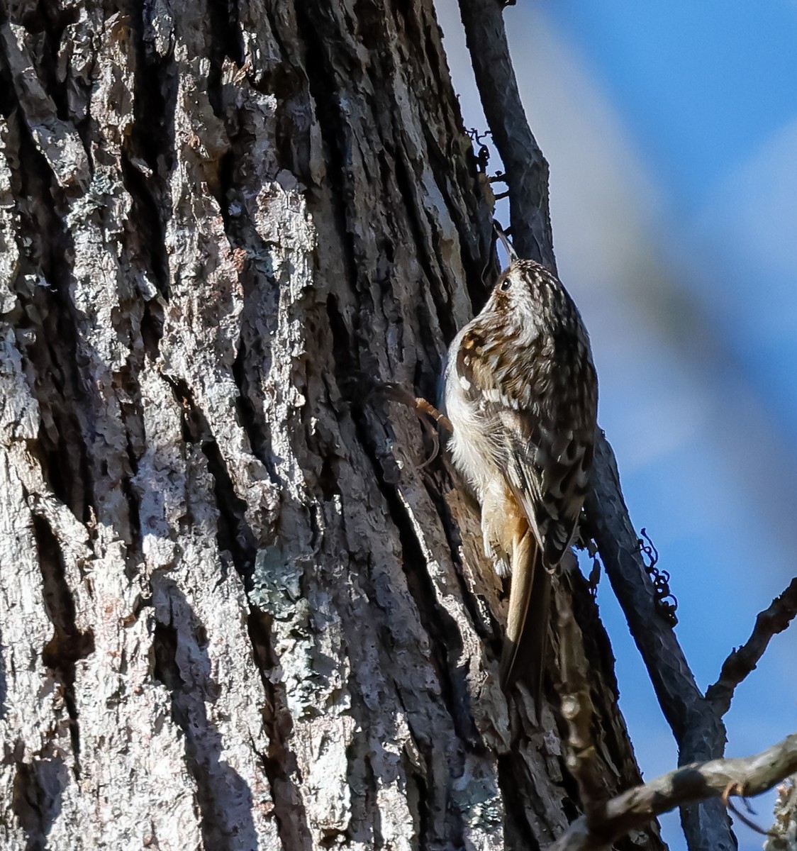 Brown Creeper - ML615512630