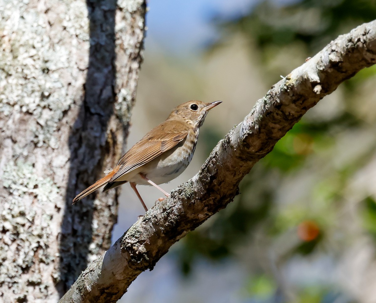 Hermit Thrush - ML615512637