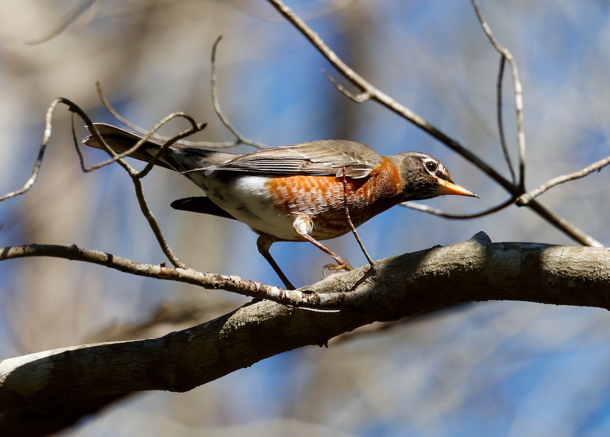 American Robin - ML615512645