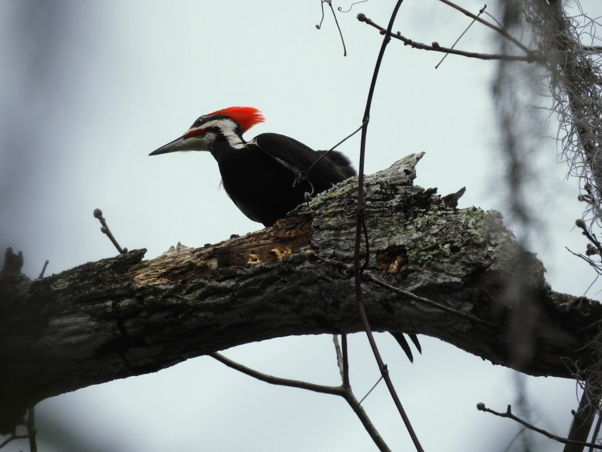 Pileated Woodpecker - patricia kuzma sell