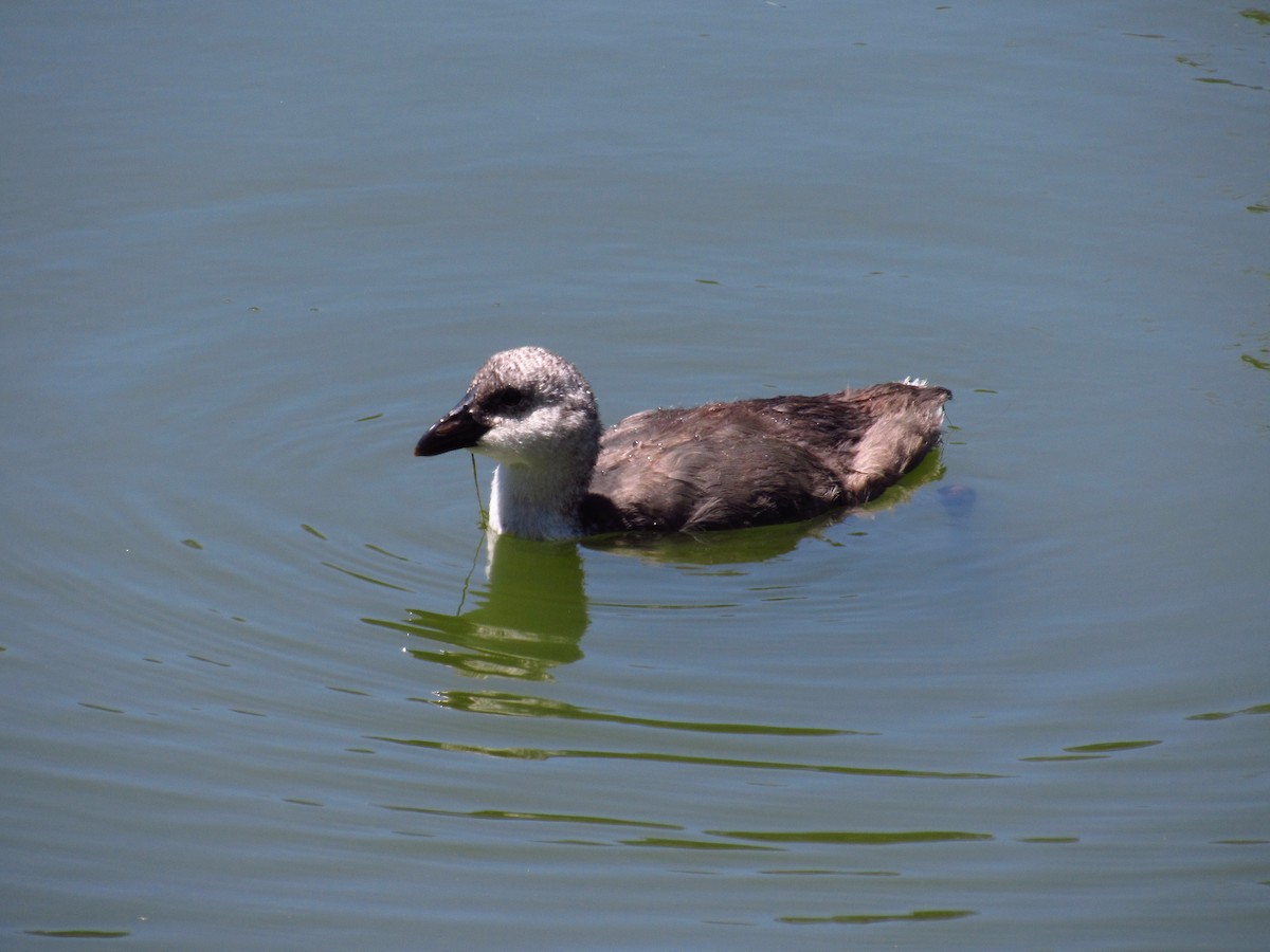 Red-fronted Coot - ML615512651