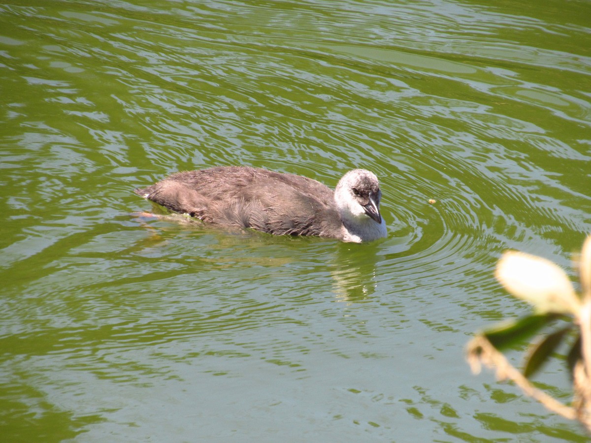 Red-fronted Coot - Mario Reyes