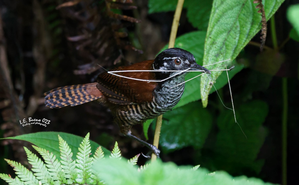 Bay Wren - LUIS ENRIQUE BUENO