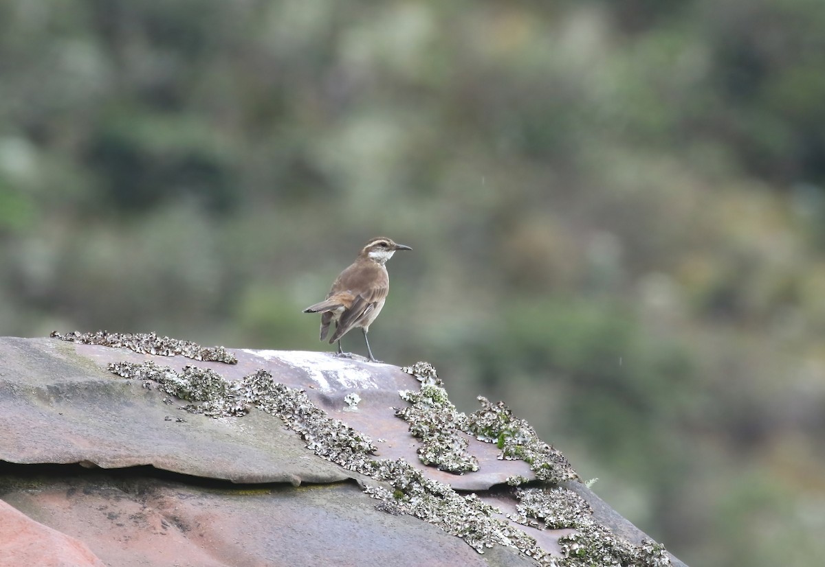 Chestnut-winged Cinclodes - Jildert Hijlkema