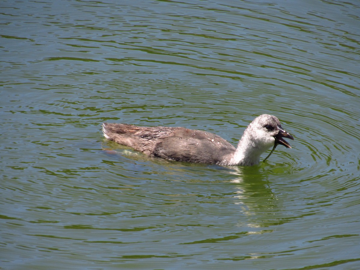 Red-fronted Coot - Mario Reyes