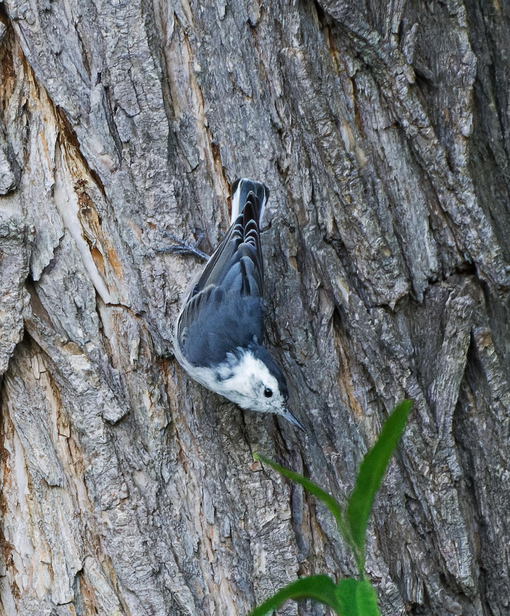 White-breasted Nuthatch - ML615512791