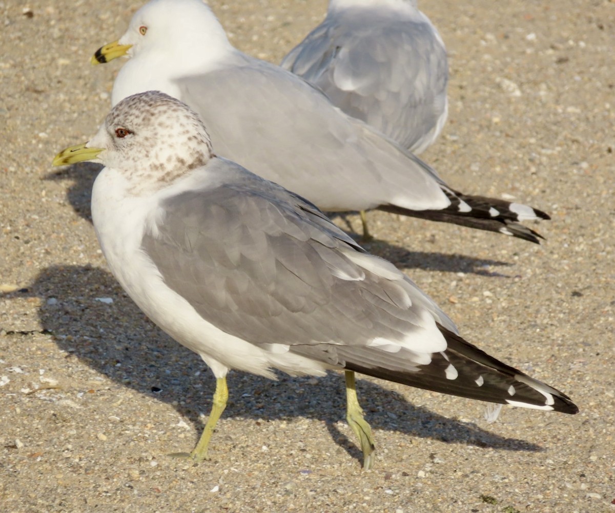 Common Gull (Kamchatka) - ML615512810