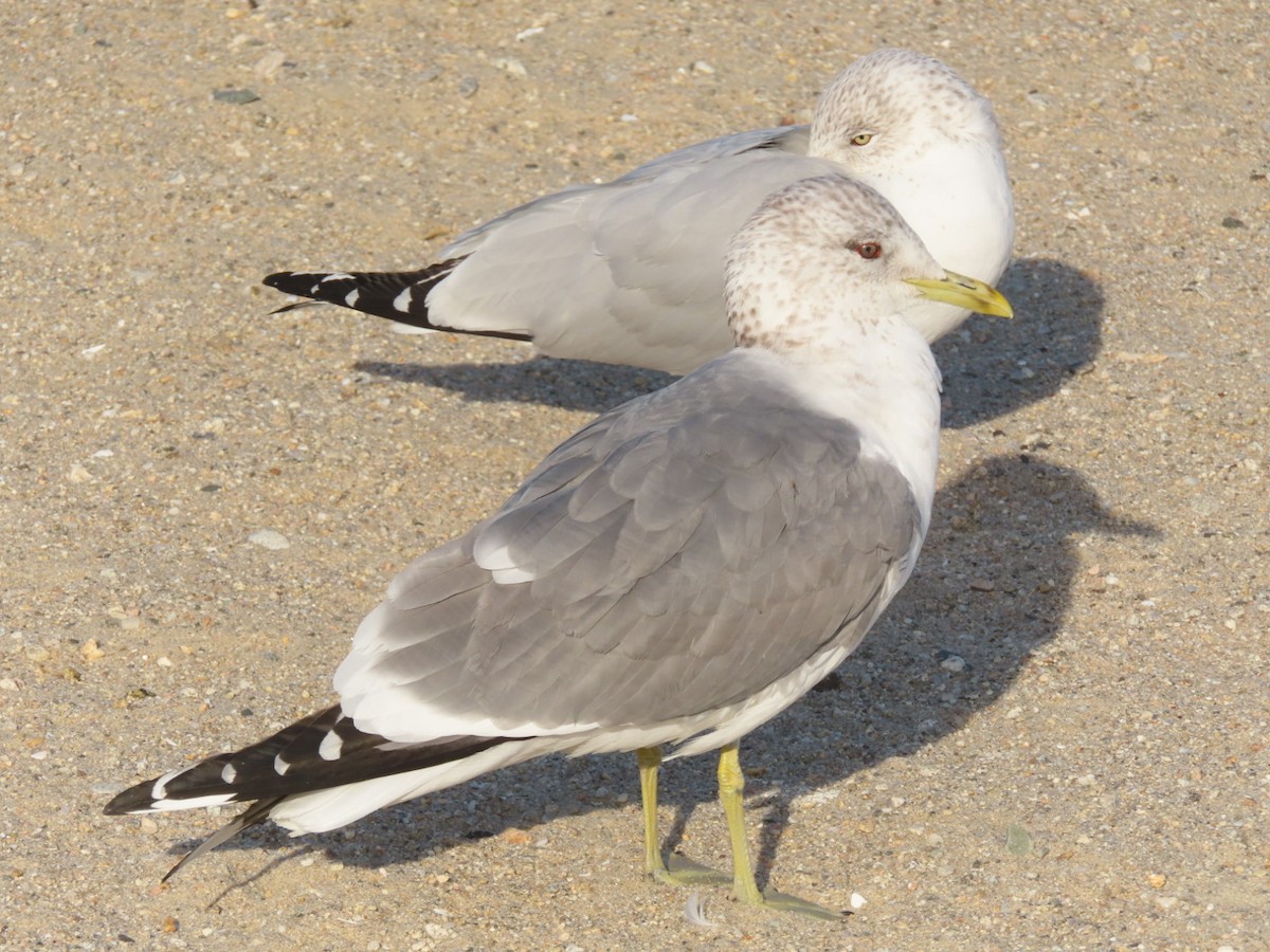 Goéland cendré (kamtschatschensis) - ML615512811