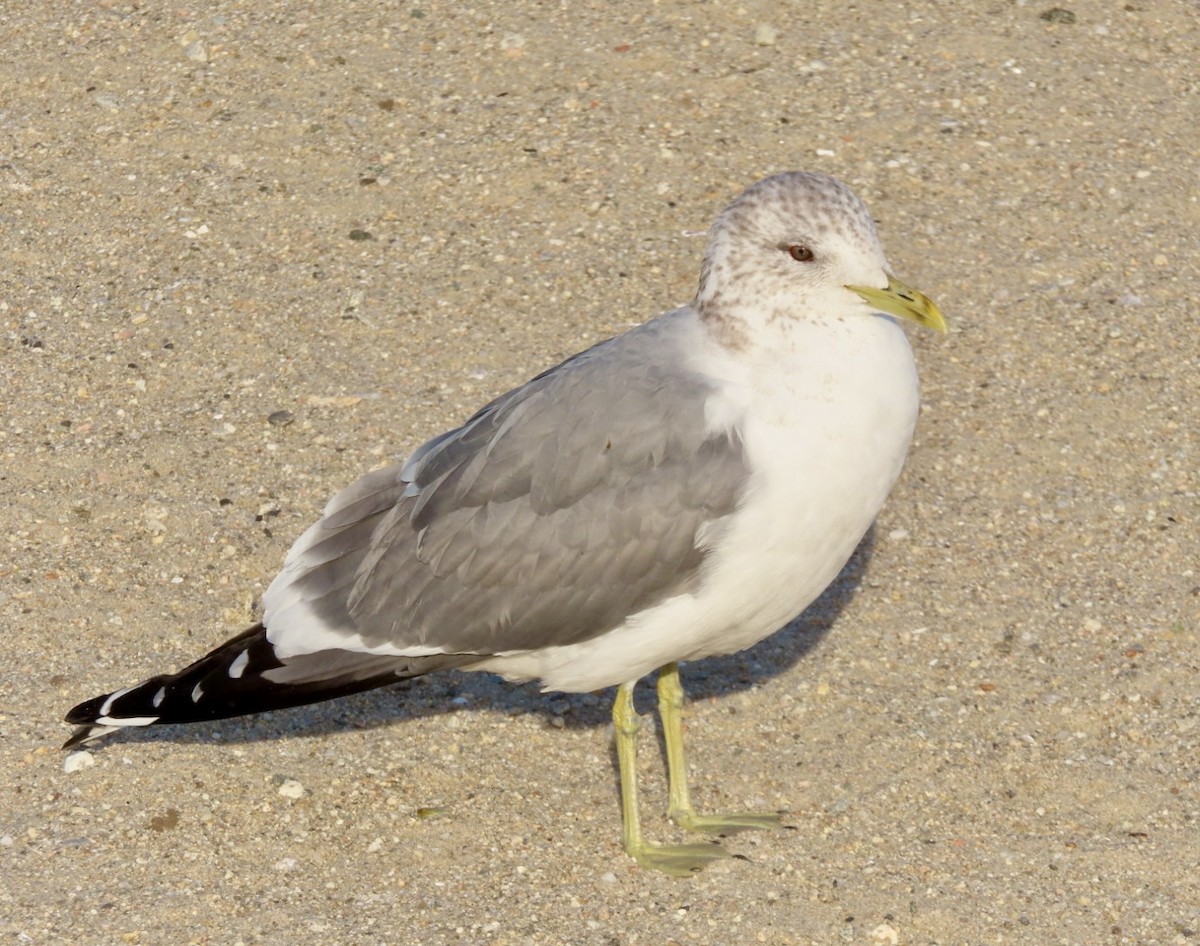 Common Gull (Kamchatka) - Lani Sherman