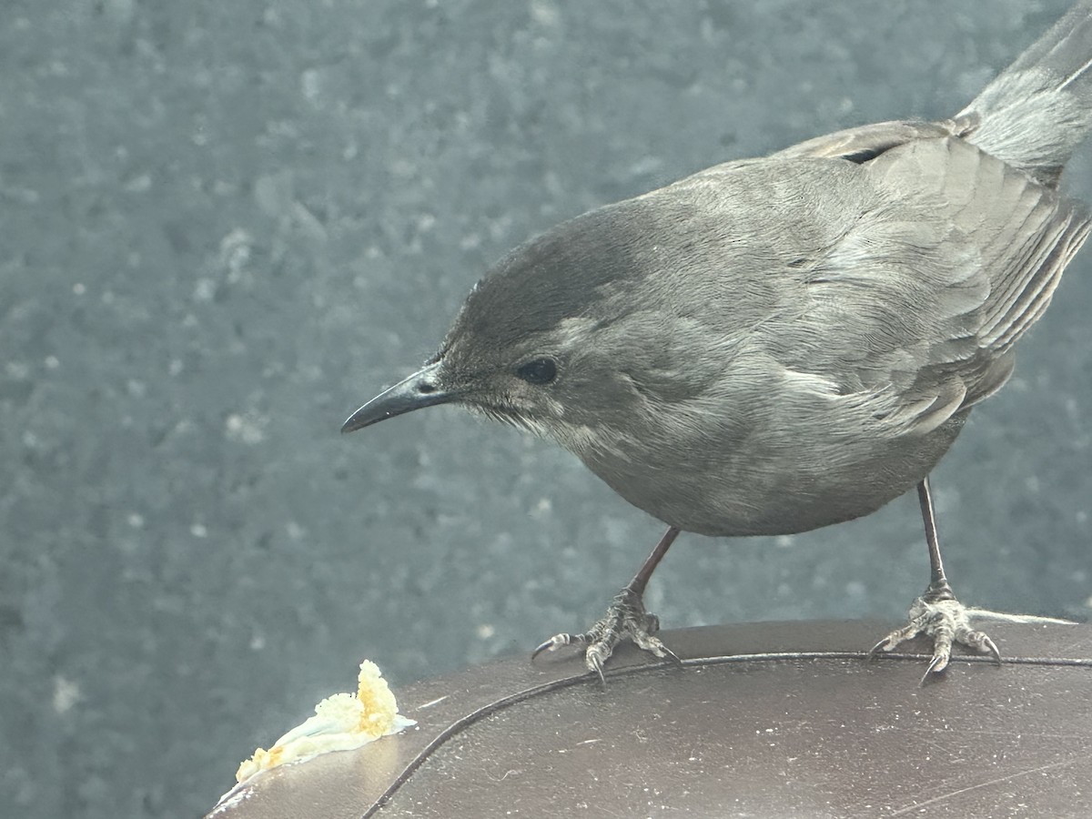 Gray Catbird - ML615512902