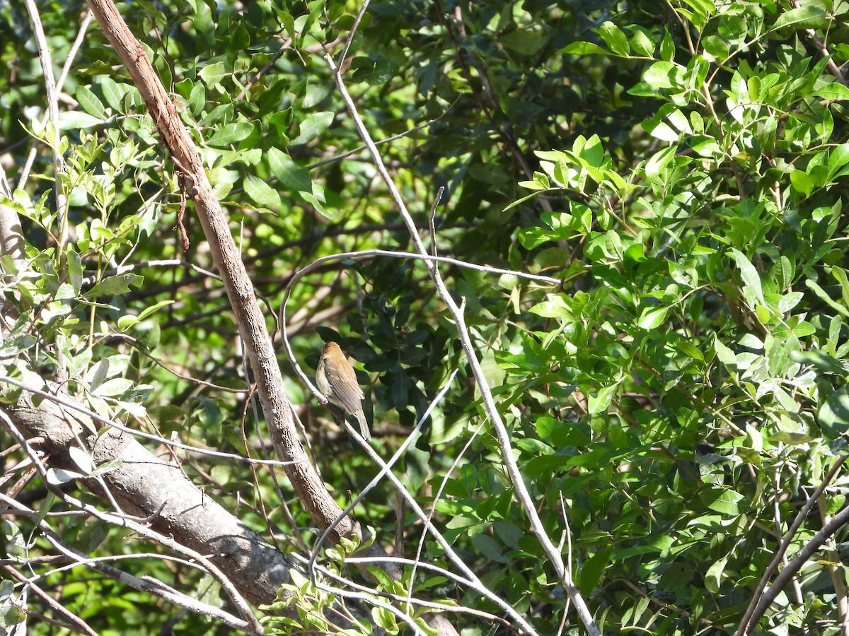 Indigo Bunting - Martha Cartwright