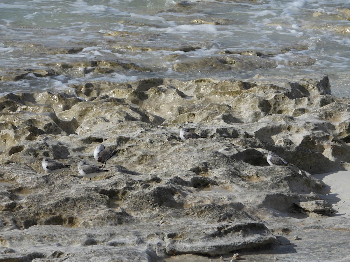 Sanderling - Martha Cartwright