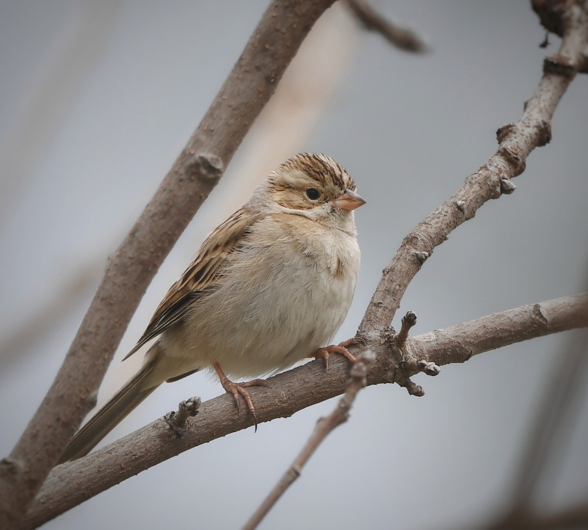 Clay-colored Sparrow - ML615512948
