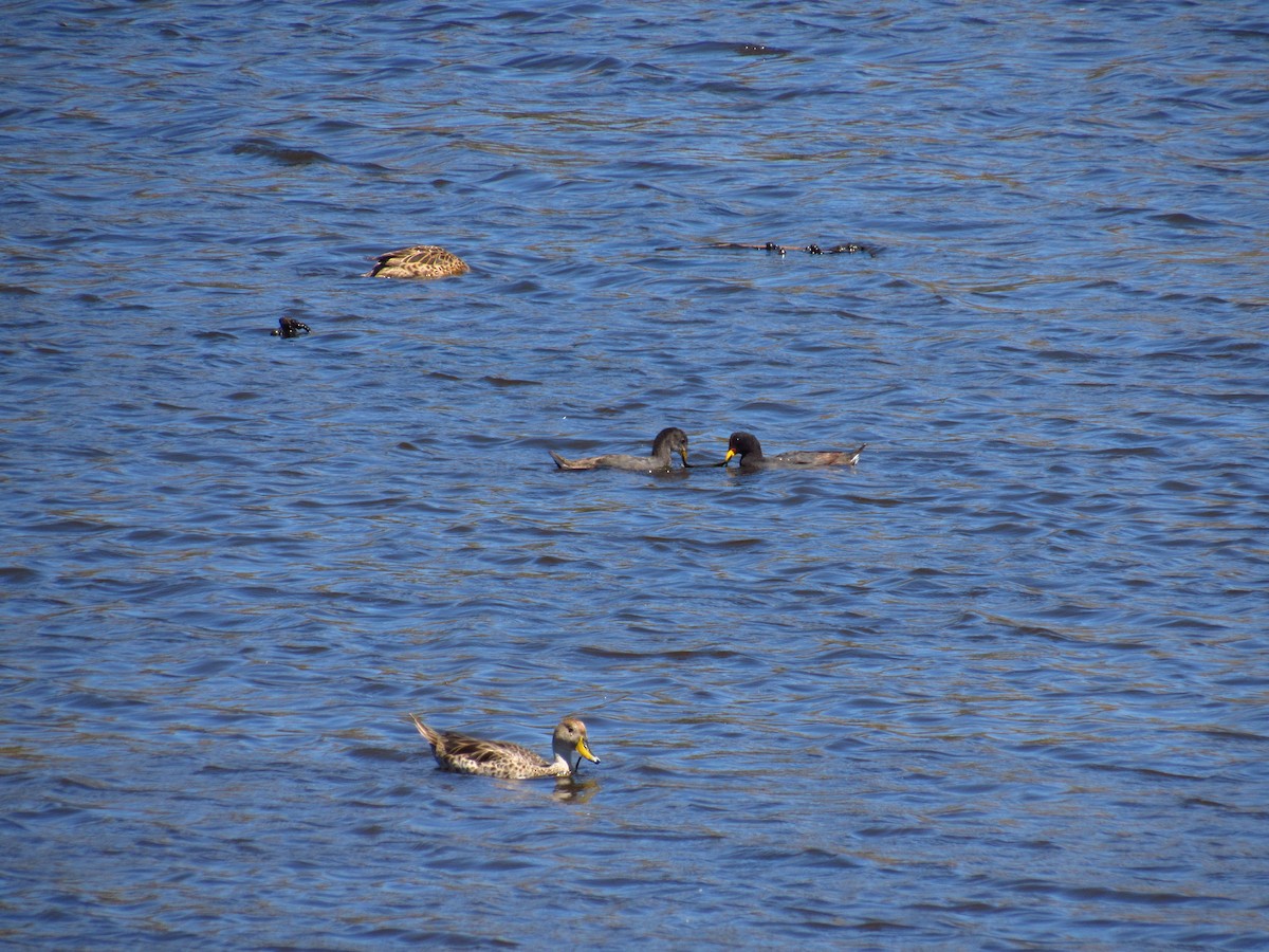 Red-fronted Coot - ML615512989