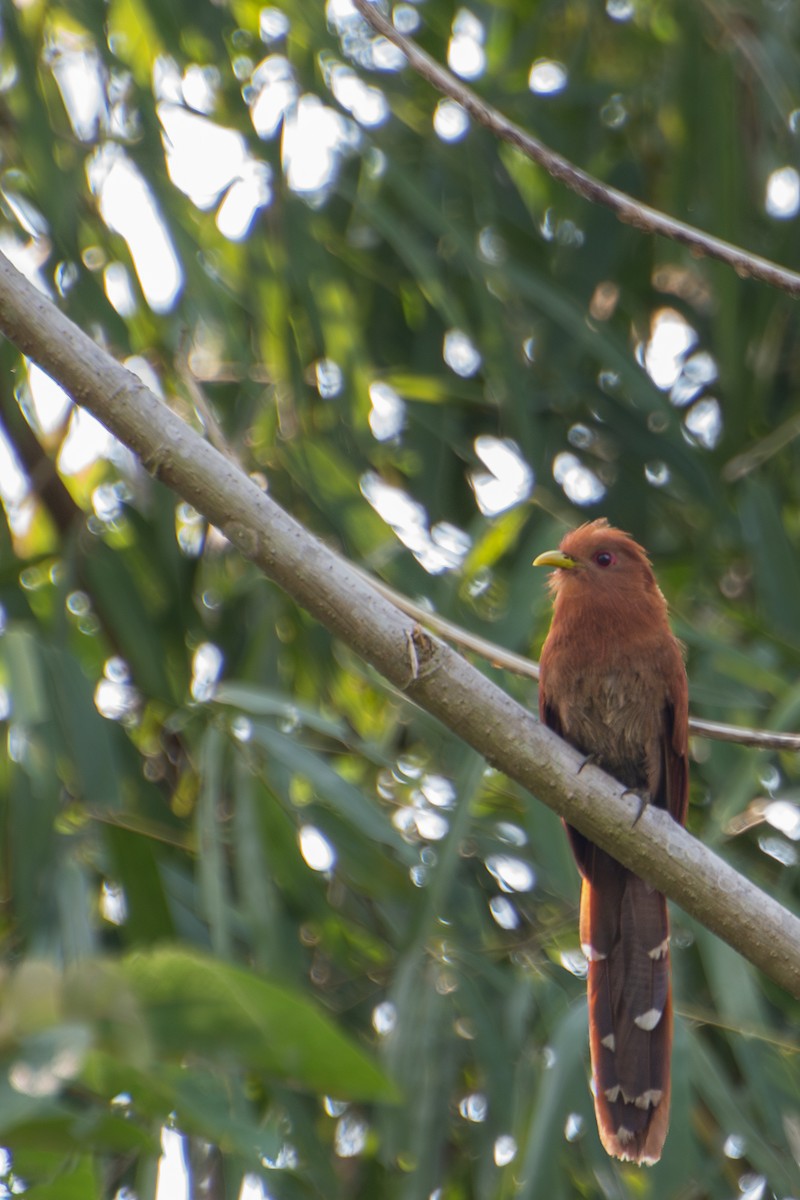 Little Cuckoo - ML615513042