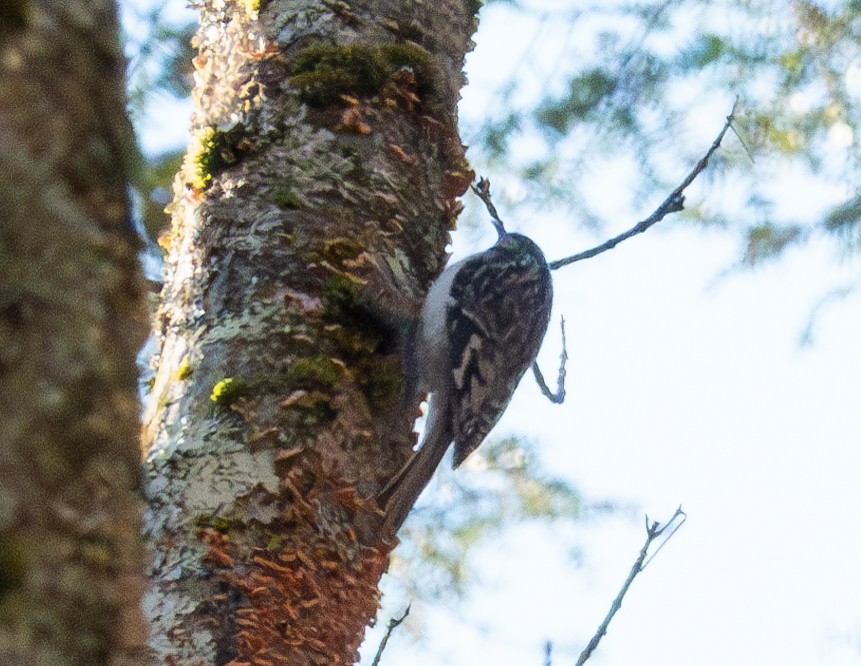 Brown Creeper - ML615513082