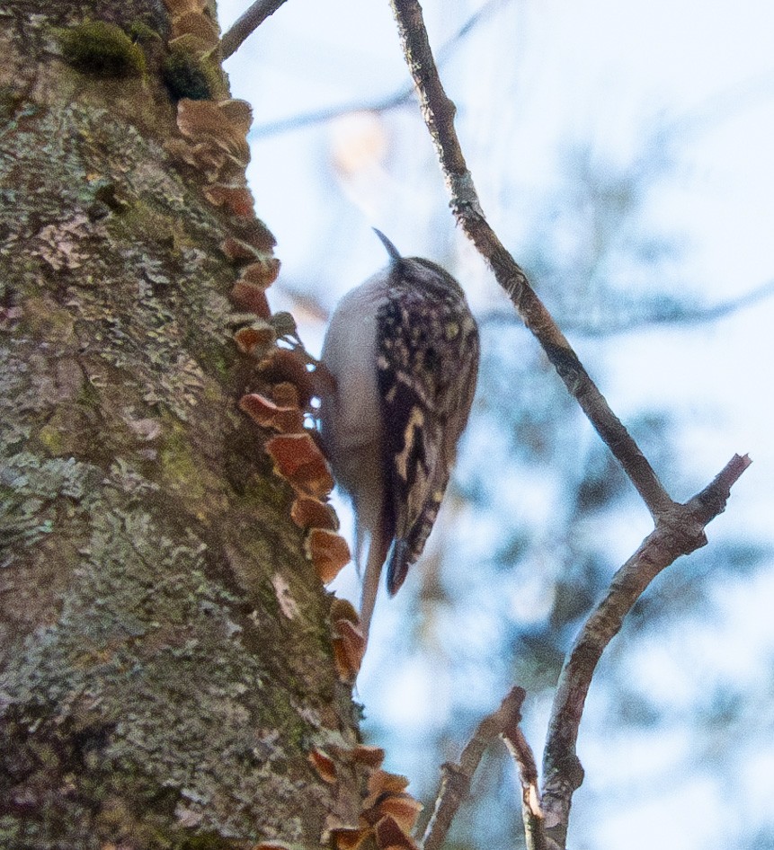 Brown Creeper - ML615513089