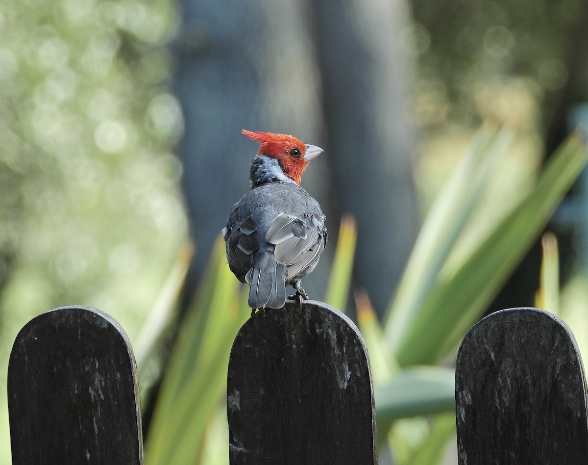 Red-crested Cardinal - ML615513160