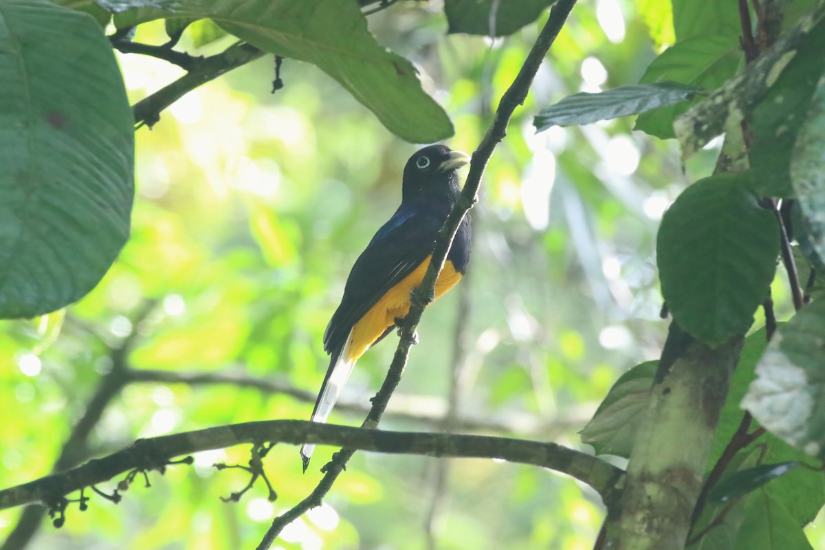 Ak Kuyruklu Trogon - ML615513200