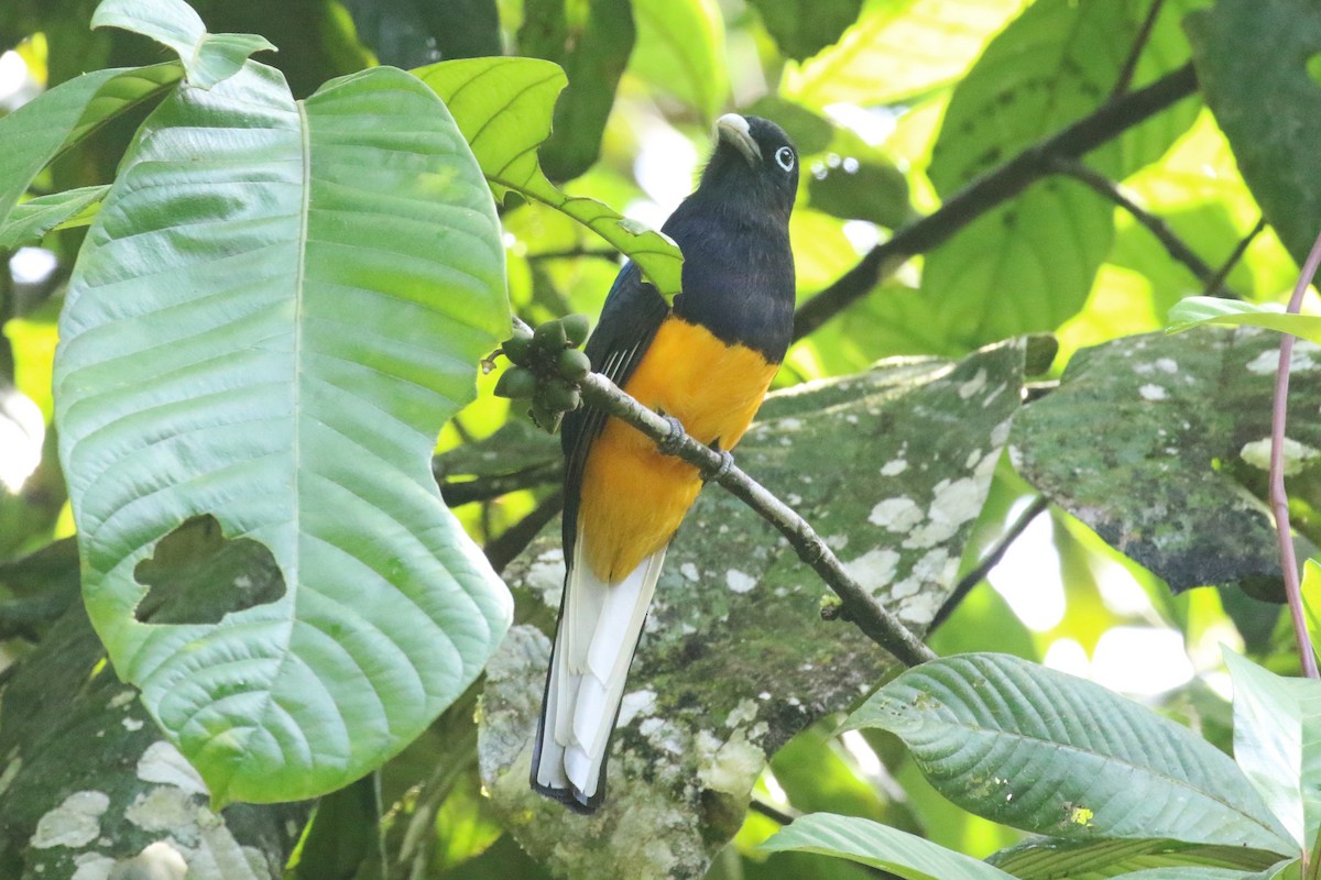 Ak Kuyruklu Trogon - ML615513201