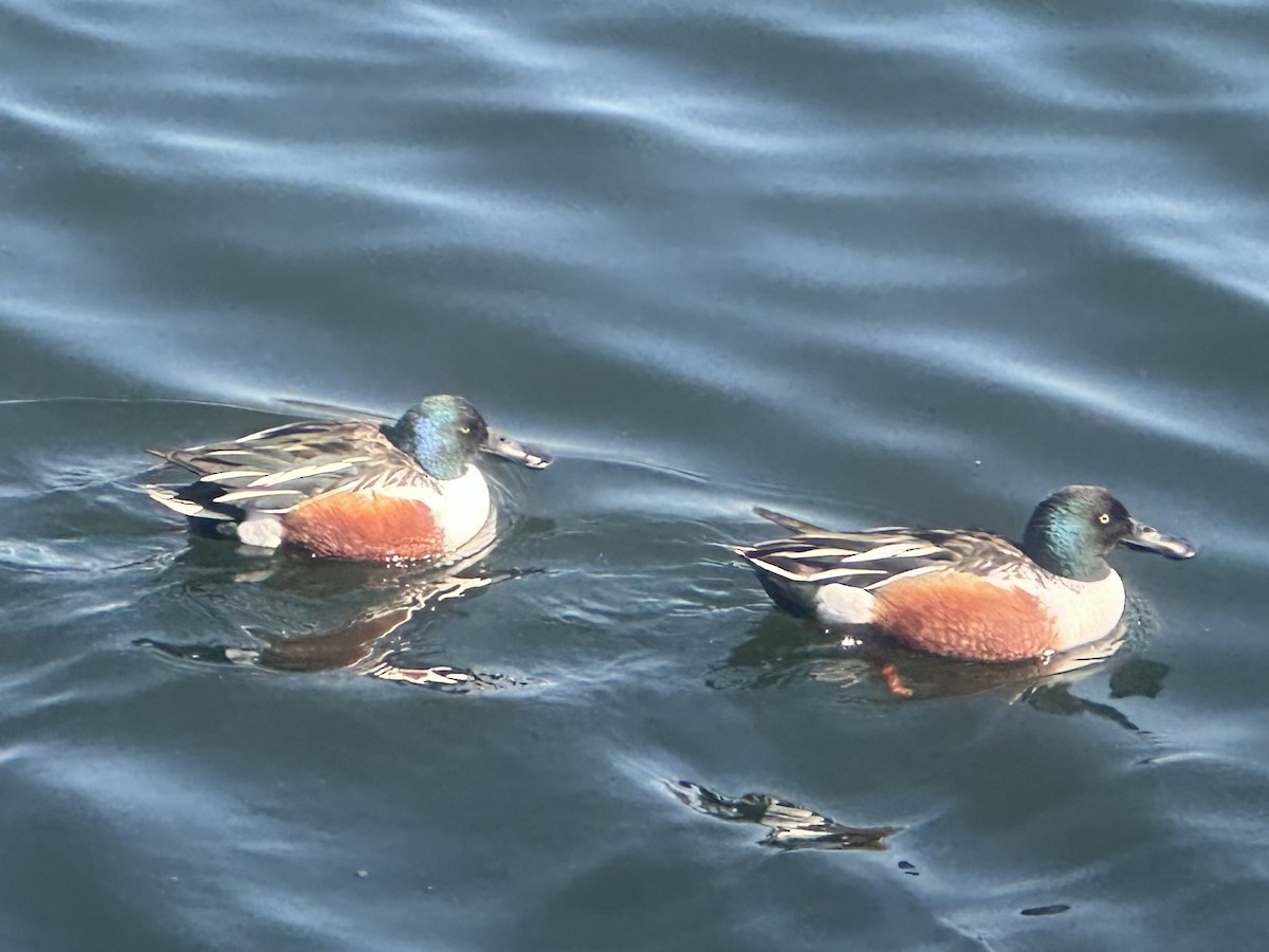 Northern Shoveler - ML615513208