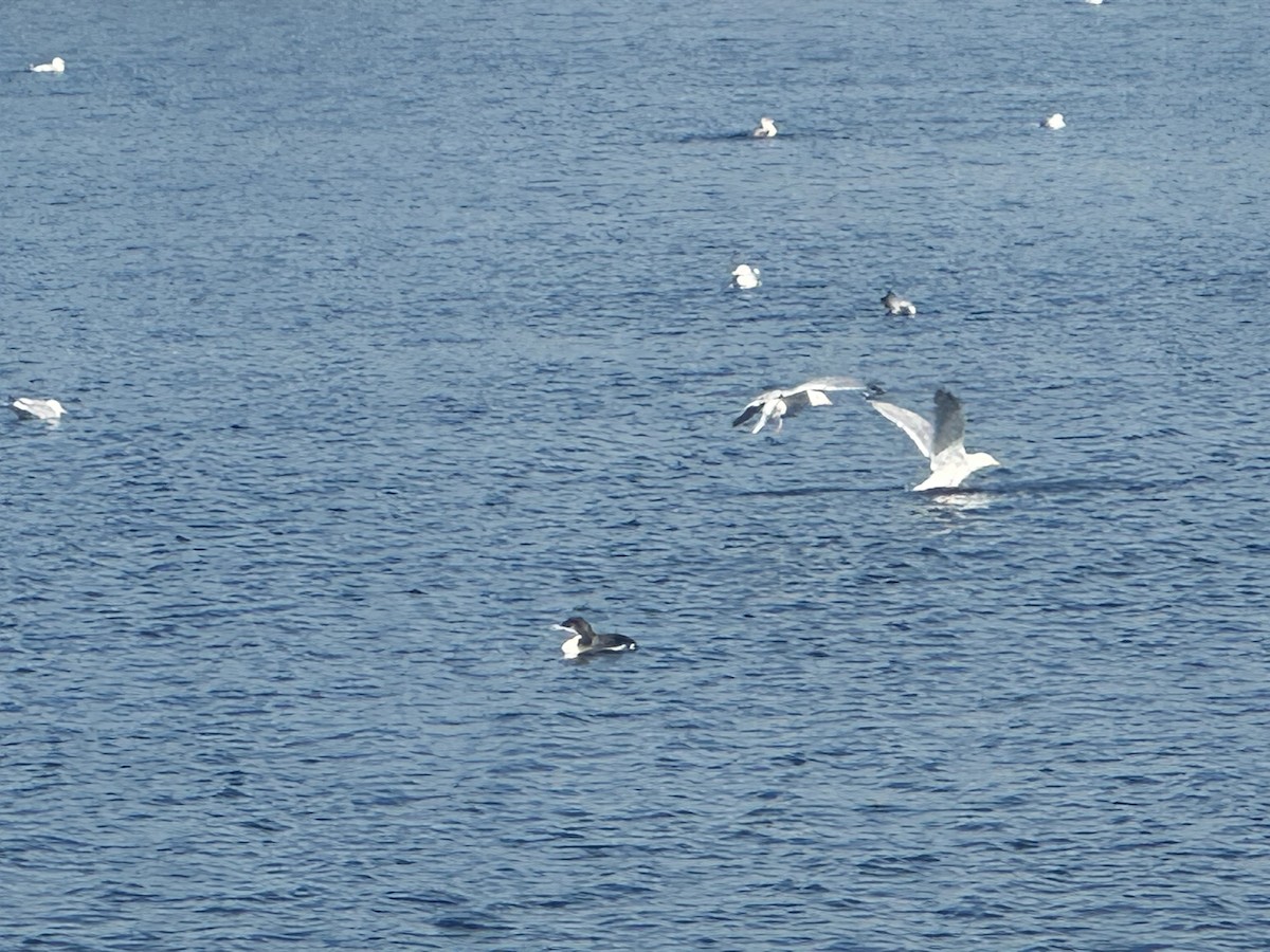 Common Loon - ML615513310