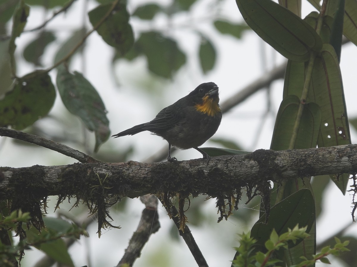 Yellow-throated Tanager - ML615513315