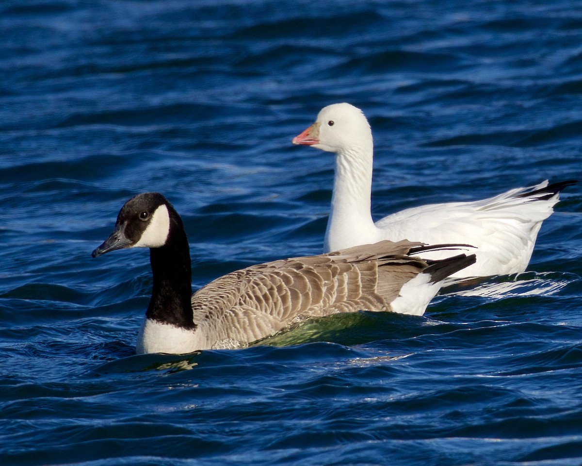 Ross's Goose - ML615513317