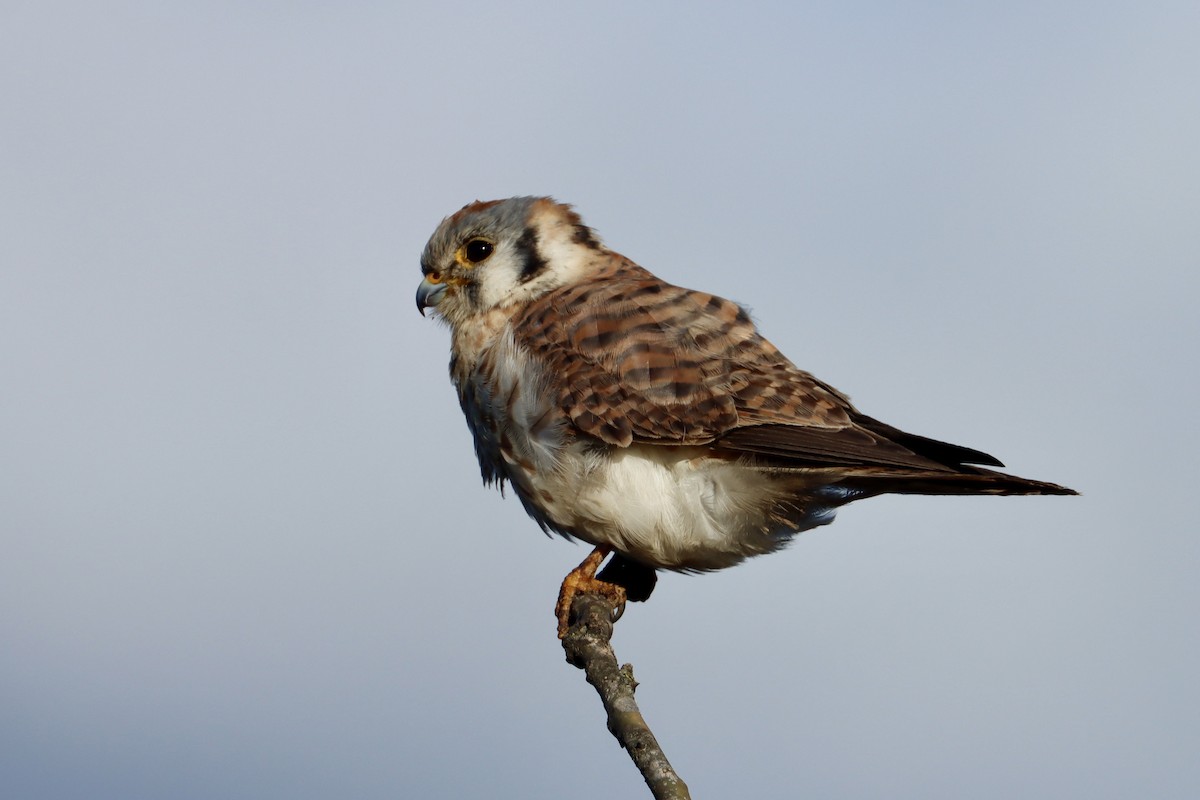 American Kestrel - ML615513329