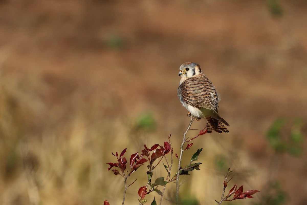 アメリカチョウゲンボウ - ML615513335