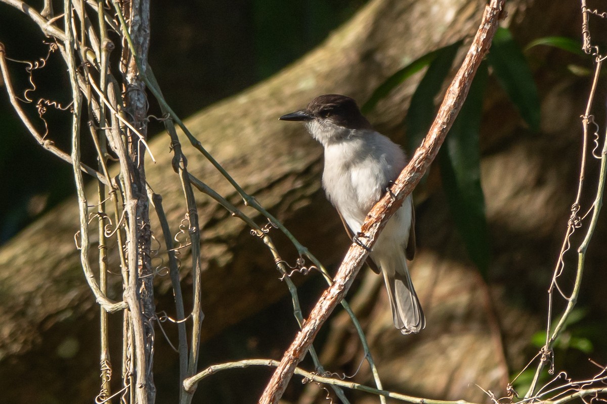 Loggerhead Kingbird (Puerto Rico) - ML615513370