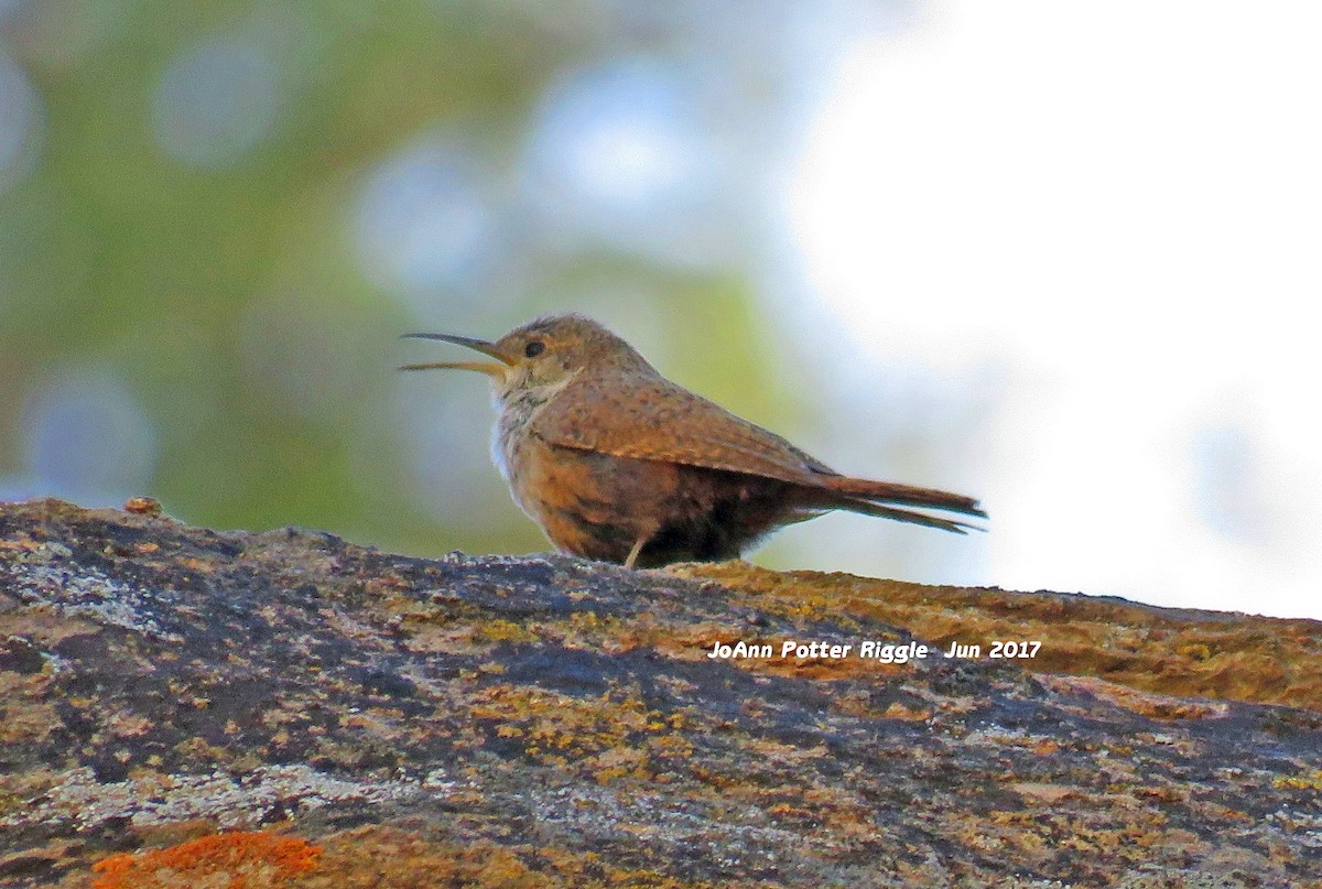 Canyon Wren - ML61551341