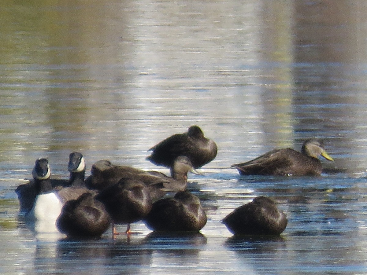 American Black Duck - ML615513417