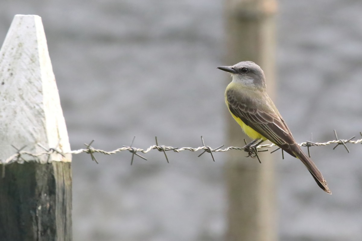 Tropical Kingbird - ML615513467