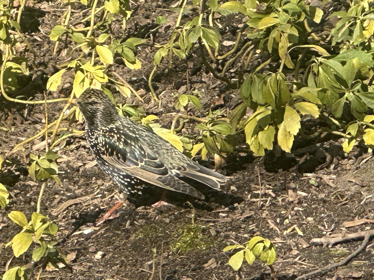 European Starling - ML615513473