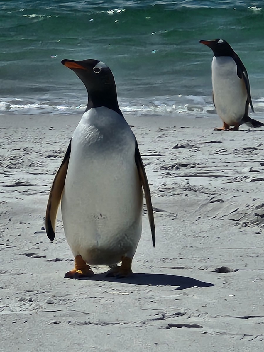 Gentoo Penguin - Shelli Spencer