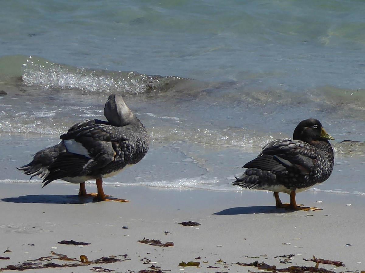 Falkland Steamer-Duck - ML615513552