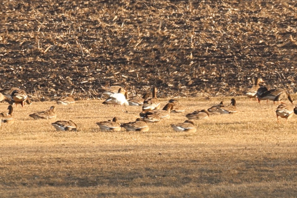 Ross's Goose - ML615513553