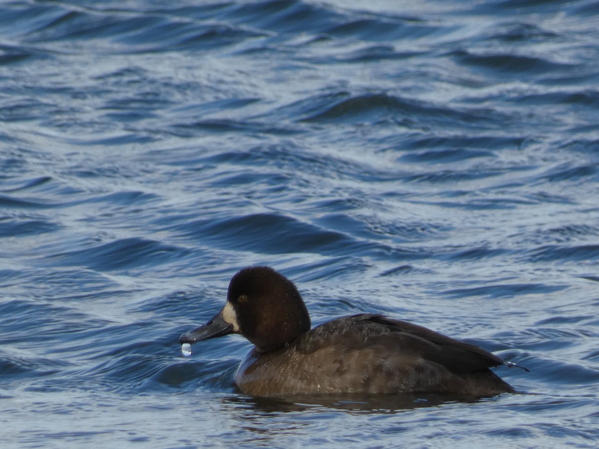 Greater Scaup - William Buswell